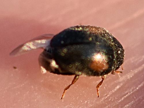 Scymnus sp.